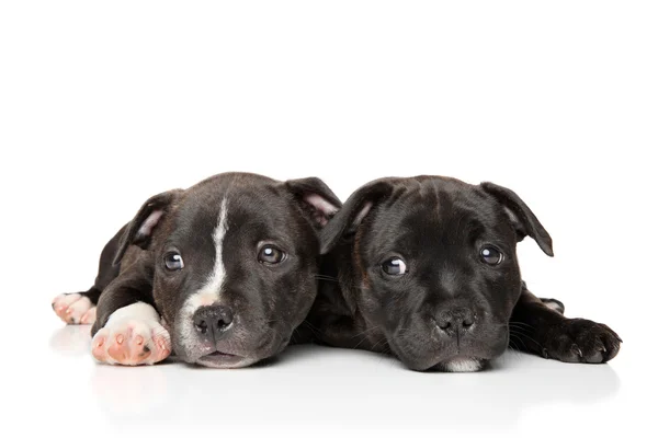 Staffordshire bull terrier puppies — Stock Photo, Image