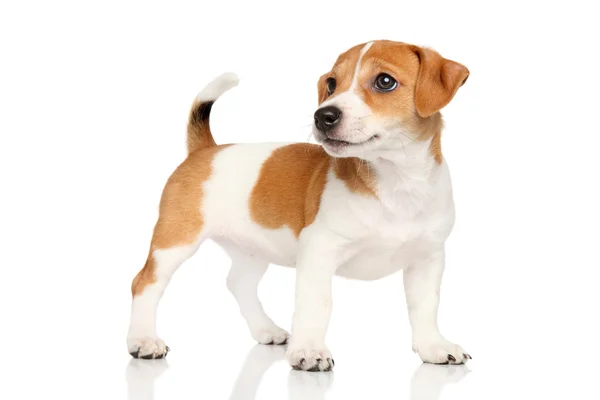 Jack Russell Cucciolo — Foto Stock