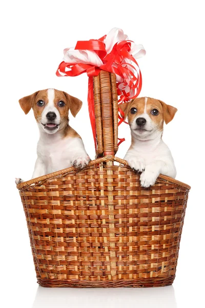 Happy anak anjing di keranjang wicker besar — Stok Foto