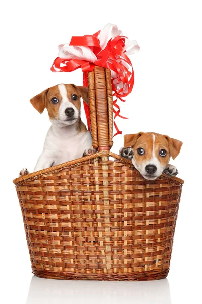 Jack Russell puppies in wicker basket — Stock Photo, Image