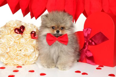 Küçük pomeranya köpeği beyaz çiçeklerin yanında kırmızı bir papyon takıyor.