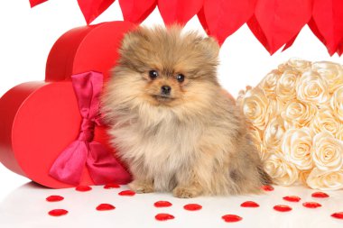 Küçük pofuduk köpek yavrusu kırmızı kalp kutuları ve beyaz güllerin arasında oturur.