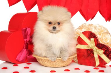 Pomeranya köpeği kırmızı kalp hediye kutularıyla çevrili sepette oturuyor.