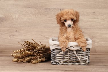 Oyuncak fino köpeği köpek sepeti
