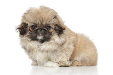 beyaz zemin üzerine Pekingese köpek yavrusu