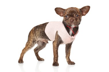 Beyaz arka planda chihuahua köpek yavrusu