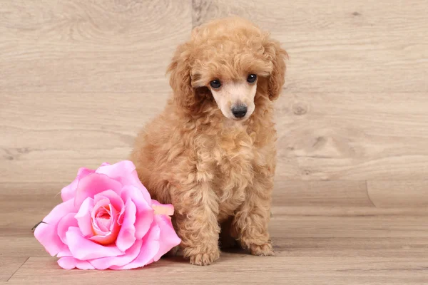 Dwerg poedel pup met roze bloem — Stockfoto