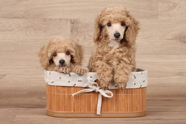 Dwarf poodle puppies in basket — Stock Photo, Image