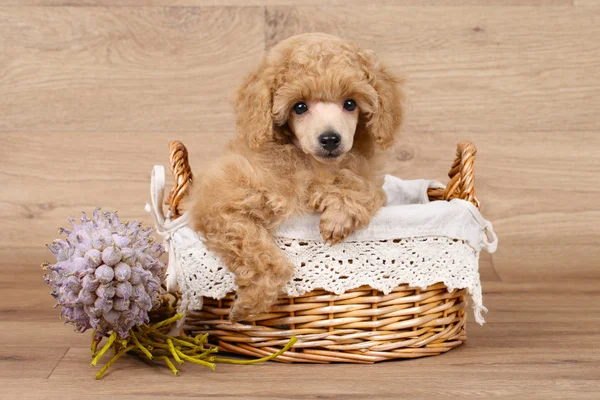 Cãozinho de caniche na cesta — Fotografia de Stock