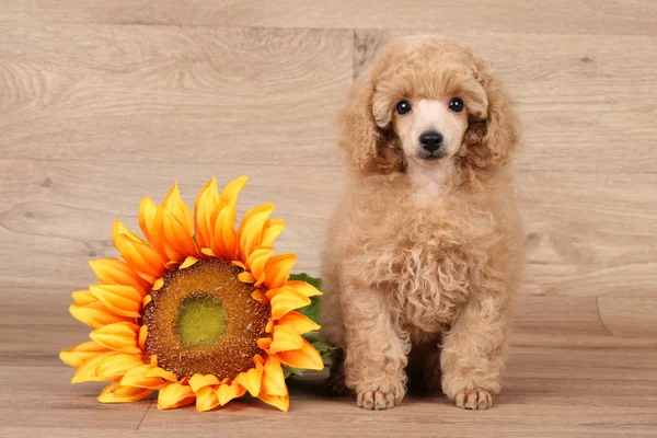 Poodle cachorro con girasol —  Fotos de Stock