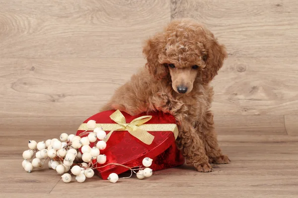 Kırmızı kalp ile kaniş köpek yavrusu — Stok fotoğraf