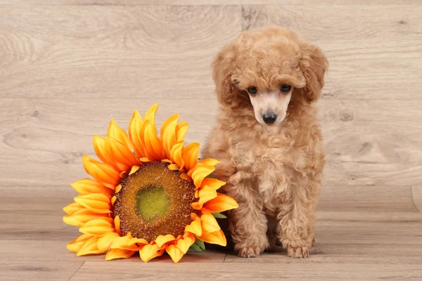 Toy poodle puppy with sunflower — Stock Photo, Image