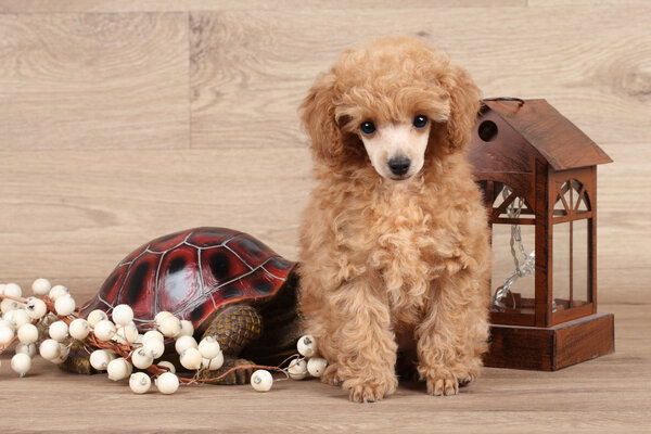 Портрет Пуделя
