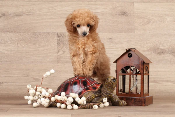 Dwarf poodle puppy — Stock Photo, Image