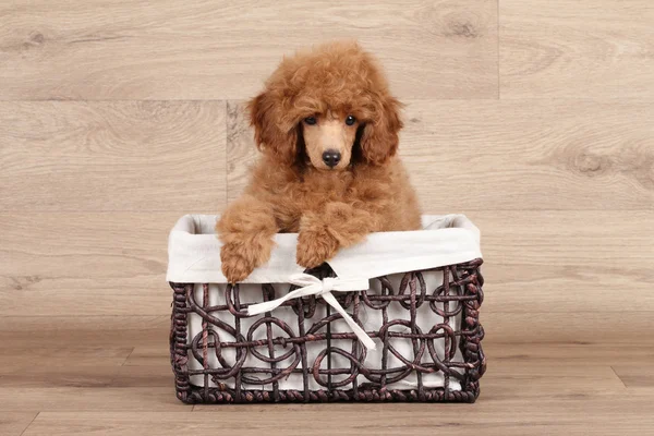 Cãozinho poodle anão na cesta — Fotografia de Stock
