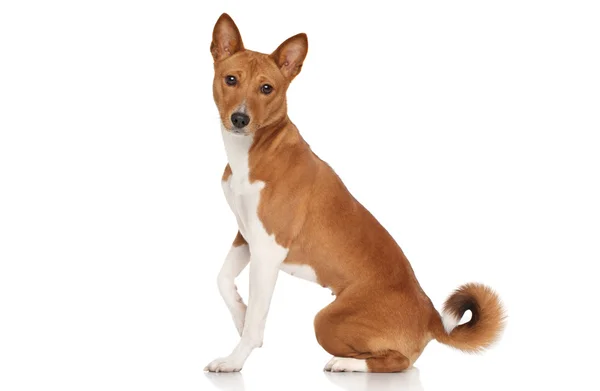 Basenji cão engraçado — Fotografia de Stock