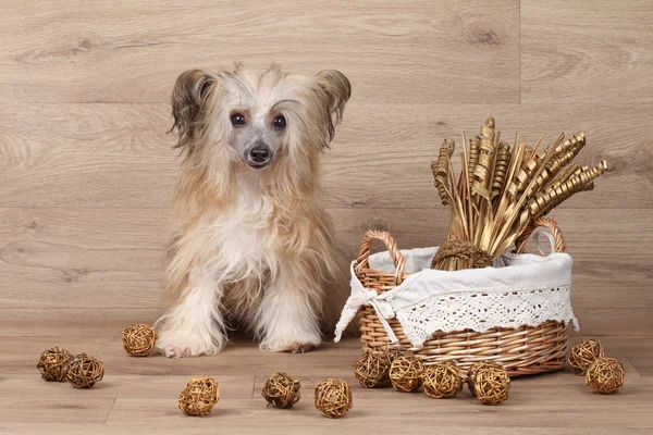Shaggy Chinese Crested dog near basket with dried flowers — Stock Photo, Image