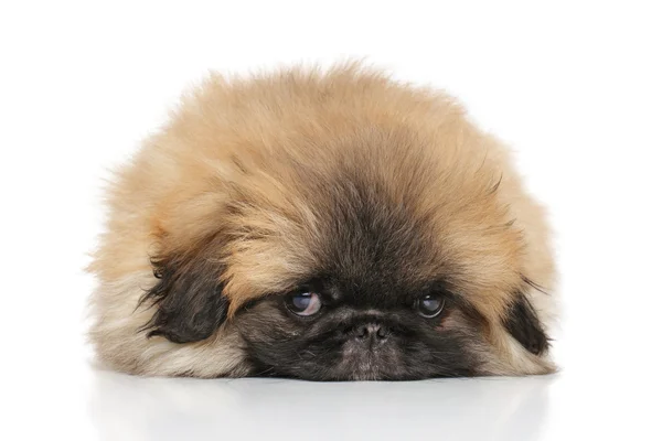 Pekingese triste cachorro — Fotografia de Stock