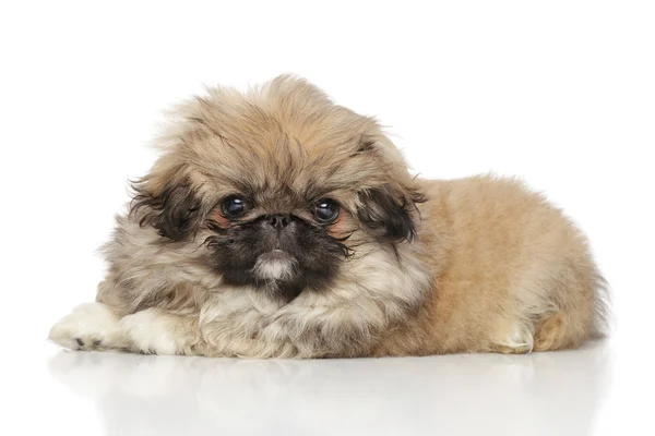 Pekingees grappige puppy — Stockfoto