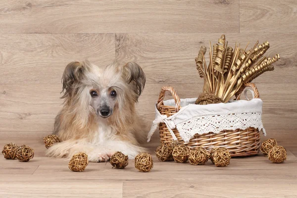 Chinese crested dog — Stock Photo, Image