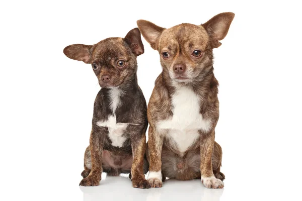 Chihuahua cachorros sobre fondo blanco — Foto de Stock