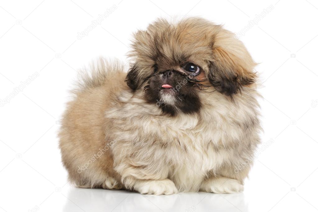 Funny pekingese best sale