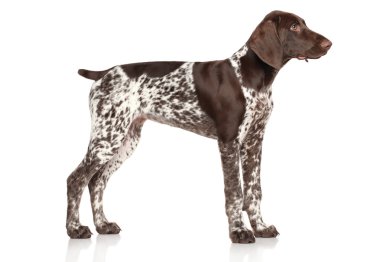 Alman shorthaired ibre