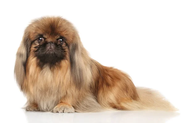 Pekinéz na bílém pozadí — Stock fotografie