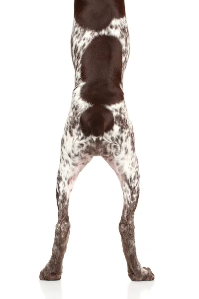 Спина и задние ноги — стоковое фото