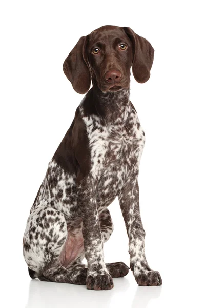 ᐈ Pointers Dogs Stock Pics Royalty Free German Pointer Photos