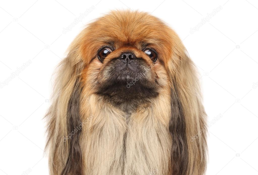 Pekingese on white background