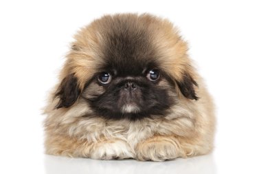 beyaz zemin üzerine Pekingese köpek yavrusu