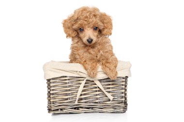 kaniş köpek sepeti