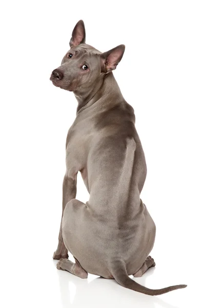 Thai Ridgeback Dog — Stock Photo, Image