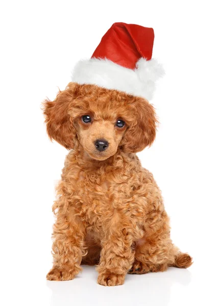 Poodle κουτάβι στην το καπέλο Santa — Φωτογραφία Αρχείου