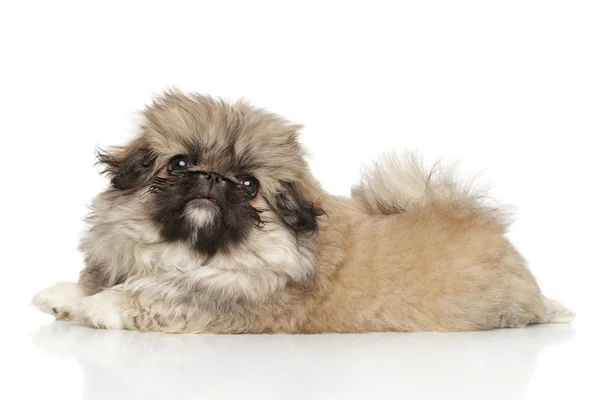 Pekingese puppy dog — Stock Photo, Image