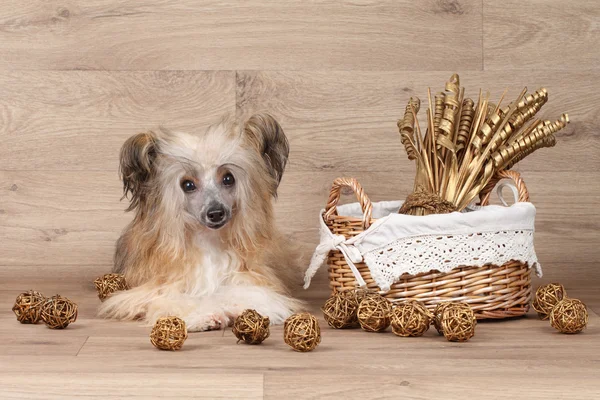 Cane Crested cinese — Foto Stock