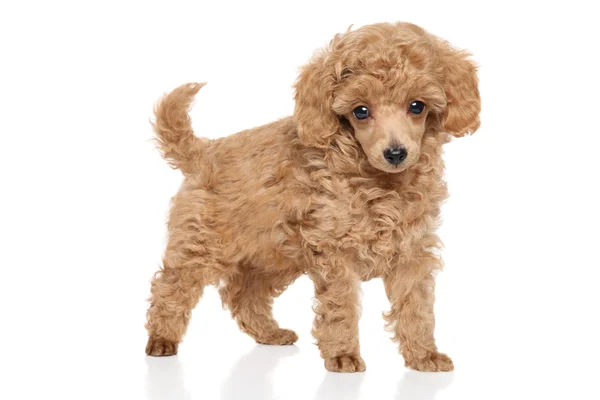 Cachorrinho poodle brinquedo — Fotografia de Stock