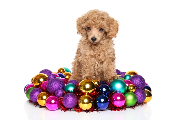 Cucciolo di barboncino di Natale — Foto Stock