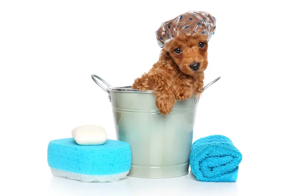 Bath theme. Poodle puppy — Stock Photo, Image