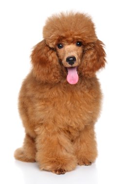 minyatür kaniş köpek yavrusu