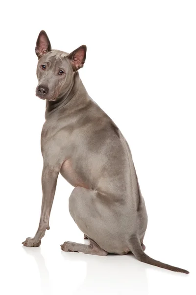 Тайська ріджбек собака — стокове фото