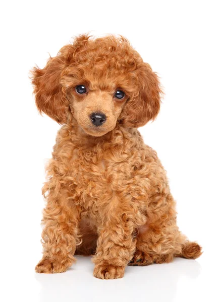 Cachorrinho poodle brinquedo — Fotografia de Stock