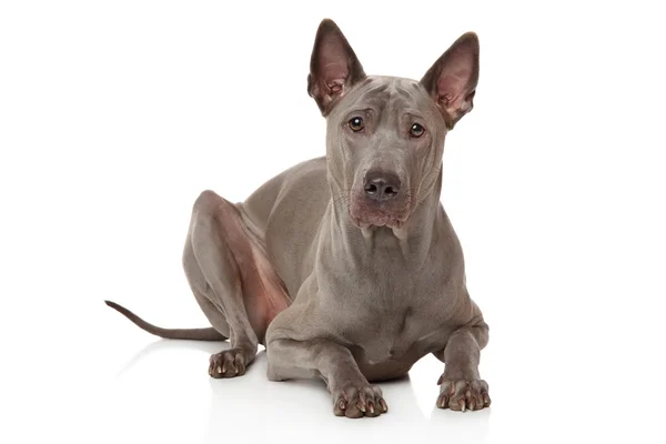 Thai Ridgeback Dog — Stockfoto