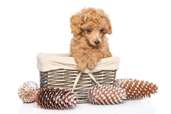 Brinquedo poodle filhote de cachorro na cesta — Fotografia de Stock