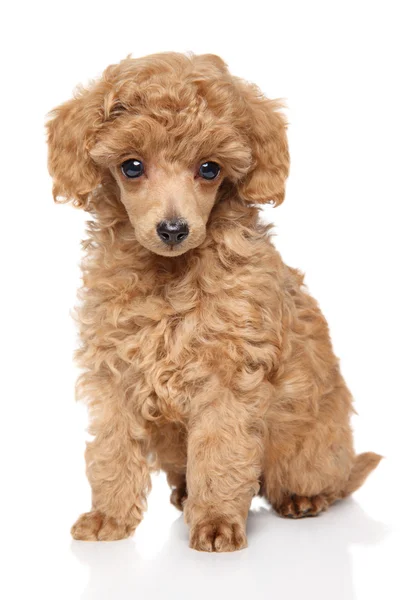 Cachorrinho poodle brinquedo — Fotografia de Stock