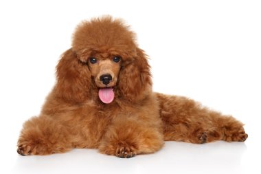Whiye arka plan üzerinde oyuncak fino köpeği köpek yavrusu
