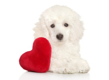 Sevgililer kalp ile kaniş köpek yavrusu