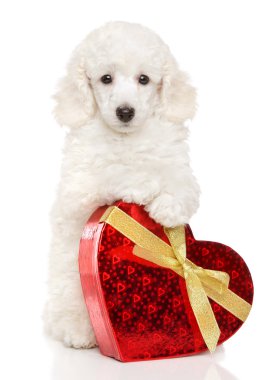 Sevgililer kalp ile kaniş köpek yavrusu