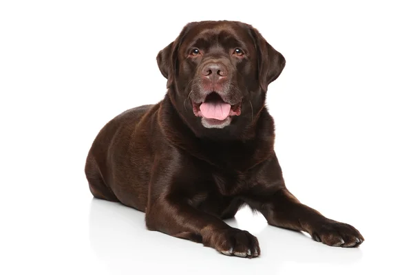 Chocolat labrador retriever chien — Photo